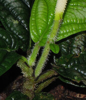 Piper cf. vestitum, axillary only once flowering stem producing the basal brown prophyll, one reduced bract like leaf and the terminal spadix, Penrissen Range, Padawan, Sarawak, Borneo