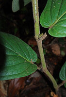 Piper cf. vestitum, erect stem covered by dense soft hairs, Sukau, Kinabatangan, Sabah, Borneo