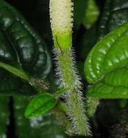 Piper cf. vestitum, flowering axis with one small bract like leaf and the terminal spadiciform inflorescence, Penrissen Range, Padawan, Sarawak, Borneo