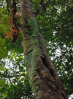 Piper obtusissimum (syn. P. clypeatum), leaves curved and tightly appressed to the trunk bark due to thigmotropism, Taman Negara, Malaysia