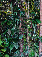 Piper decumanum climbing along tree trunk with strongly asymmetric leaves on lateral detached fertile sympodial stems, Timika, West Papua