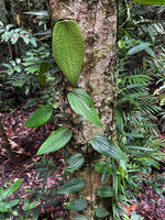 Piper decumanum, climbing monopodial stem producing leaves bigger and bigger while vertically climbing, Malagufuk, Sorong, West Papua