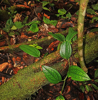 Piper decumanum, creeping monopodial, the new leaves becoming green and more oval elongated, Malagufuk, Sorong, West Papua