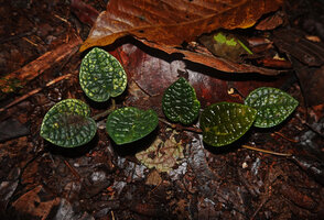 Piper decumanum, young monopodial stem with symmetric cordate leaves creeping on forest floor, Malagufuk, Sorong, West Papua