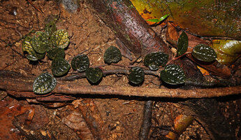 Piper decumanum, young monopodial stem with symmetric dark brown leaves, creeping on forest floor, West Papua
