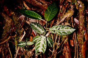 Piper demeraranum, the silver variegation concerns only the leaves produced under 20 cm above the soil, Nouragues, CNRS field station, French Guyana