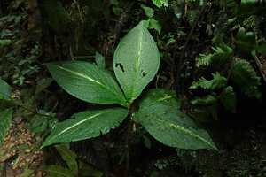 Piper filistilum (syn. Trianaeopiper garciae) as a subherbaceous monocaulous undershrub, global disc shaped distribution of the leaves and small down hanging inflorescence, Mashpi FR, Pichincha, Ecuador