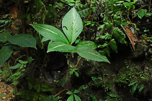 Piper filistilum (syn. Trianaeopiper garciae) as a subherbaceous monocaulous undershrub on a forest stream bank, Mashpi FR, Pichincha, Ecuador
