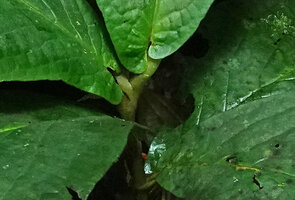Piper filistilum (syn. Trianaeopiper garciae), asymmetric leaf bases and short unruffled yellowish sheath, Mashpi FR, Pichincha, Ecuador