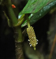 Piper filistilum (syn. Trianaeopiper garciae), axillary hanging down inflorescence, Mashpi FR, Pichincha, Ecuador