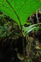 Piper filistilum (syn. Trianaeopiper garciae), leaf base and axillary down hanging inflorescence, Mashpi FR, Pichincha, Ecuador