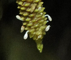 Piper filistilum (syn. Trianaeopiper garciae), terminal part of the inflorescence with flowers at anthesis, the species name due to the filiform style of the pistil, Mashpi FR, Pichincha, Ecuador