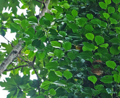 Piper fragile and Piper ornatum complex, adult sympodial stems, leaves basifixed and no longer peltate, acrodromous venation, Mbambanga, Solomon Islands