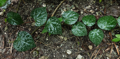Piper fragile and Piper ornatum complex, a form with faint silver pink design on leaf blades, very similar to the plants from North Sulawesi, Mbambanga, Solomon Islands