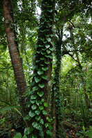 Piper fragile and Piper ornatum complex, monopodial main stems climbing vertically along coconut stipes on a small coral island, Mbambanga, Solomon Islands
