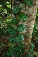 Piper fragile and Piper ornatum complex, monopodial stem climbing at the base of a trunk, a form with plain green, shiny, bullate, kidney shaped leaves, Mbambanga, Solomon Islands