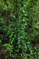 Piper fragile and Piper ornatum complex, monopodial stems with characteristic peltate leaves climbing along a tree trunk, a form with very faint silver design, Mbambanga, Solomon Islands