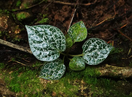 Piper fragile and Piper ornatum complex, seedling with well marked silver pink design, these juvenile leaves not peltate, Kolombangara, Solomon Islands