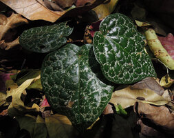 Piper fragile and Piper ornatum complex, silver pink design mostly distributed along the secondary and tertiary veins, Tangkoko, North Sulawesi