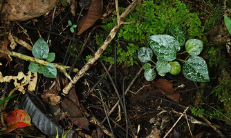 Piper fragile and Piper ornatum complex, three seedlings with different light pink designs, Kolombangara, Solomon Islands