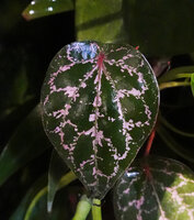 Piper fragile and Piper ornatum complex, young leaf of the commonly cultivated form, said to originate from Sulawesi, silver pink stripes mostly along the primary veins