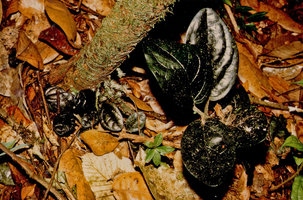 Piper humistratum with blackish shiny leaves, Nouragues, CNRS field station, French Guyana