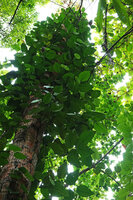 Piper insectifugum climbing along a coconut stipe, leaf veins prominently apparent, Mbambanga, Solomon Islands