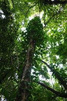 Piper insectifugum climbing along tree trunk and producing continuously lateral sympodial branches at each leaf axil, Mbambanga, Solomon Islands