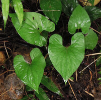 Piper lessertianum, monopodial stem creeping on forest floor, characteristic cordate auriculate leaf bases, Madang, Papua New Guinea