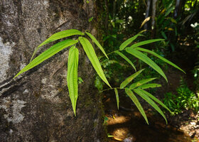 Piper lessertianum, plagiotropic sympodial fertile stems, Malagufuk, Sorong, West Papua