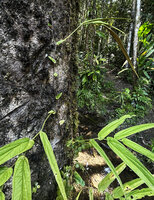 Piper lessertianum, small cordate leaves and long internodes along the vertically climbing monopodial stem and long leaves on plagitropic detached sympodial stems, Malagufuk, Sorong, West Papua