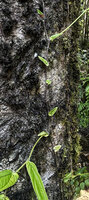 Piper lessertianum, small cordate leaves and long internodes along the vertically climbing monopodial stem fixed by adventitious roots, Malagufuk, Sorong, West Papua