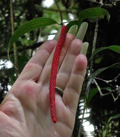 Patrick Blanc showing the bright pink hanging infructescence of Piper macropiper, Tari, 2000 m asl, Hela, Papua New Guinea, March 2016