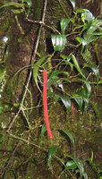 Piper macropiper, bright pink hanging infructescence, Tari, 2000 m asl, Hela, Papua New Guinea