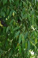Piper macropiper with characteristic leaf shape and venation, Danum Valley, Sabah, Borneo