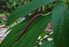Piper majusculum, inflorescence, Waai waterfall, Ambon, Moluccas