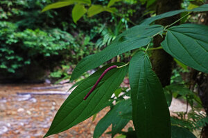 Piper majusculum, lateral detached fertile branch, Waai waterfall, Ambon, Moluccas