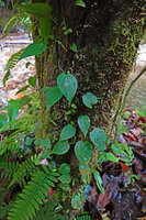 Piper majusculum, main monopodial stem climbing  along tree trunk with adventitious roots, Waai waterfall, Ambon, Moluccas