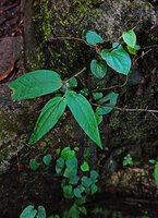 Piper majusculum, monopodial climbing stems with small symmetric cordate leaves and sympodial detached branch with big long asymmetric leaves, Waai waterfall, Ambon, Moluccas