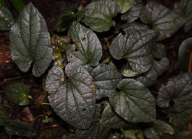 Piper majusculum, monopodial cordate leaves speckled with silver pink dots, Danau Wai Ela, Lima, Ambon, Moluccas