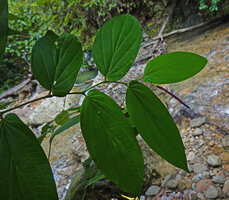 Piper majusculum, Waai waterfall, Ambon, Moluccas