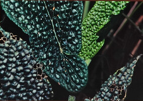 Piper marsupiiferum, strongly bullate and asymmetric leaf base, Puyo, Ecuador