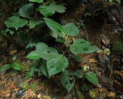 Piper trianae as a subshrub with axillary inflorescences hence its previous inclusion in the genus Trianaeopiper no longer recognized, Mashpi FR, Pichincha, Ecuador
