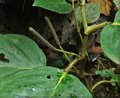 Piper trianae, two successive axillary inflorescences hence its previous inclusion in the genus Trianaeopiper no longer recognized, Mashpi FR, Pichincha, Ecuador
