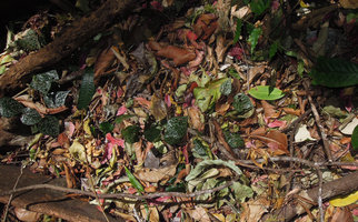Piper ornatum, almost invisible on forest floor among dead leaves, Tangkoko, Sulawesi