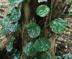 Piper ornatum, a reniform bullate peltate  leaved form, Mbambanga, Solomon Islands