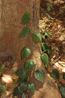 Piper ornatum, faint pink maculate form individual climbing on a tree trunk, Tangkoko, Sulawesi