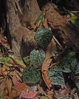 Piper ornatum, pink mottled form on forest floor at early climbing stage, Tangkoko, Sulawesi