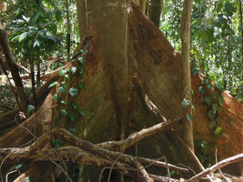 Piper ornatum, plain green form on left and pink mottled form on right, Tangkoko, Sulawesi