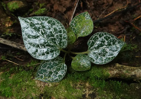 Piper ornatum, seedling, Kolombangara, Solomon Islands